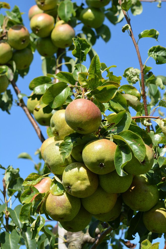 Päärynä Pyrus Communis Jukka