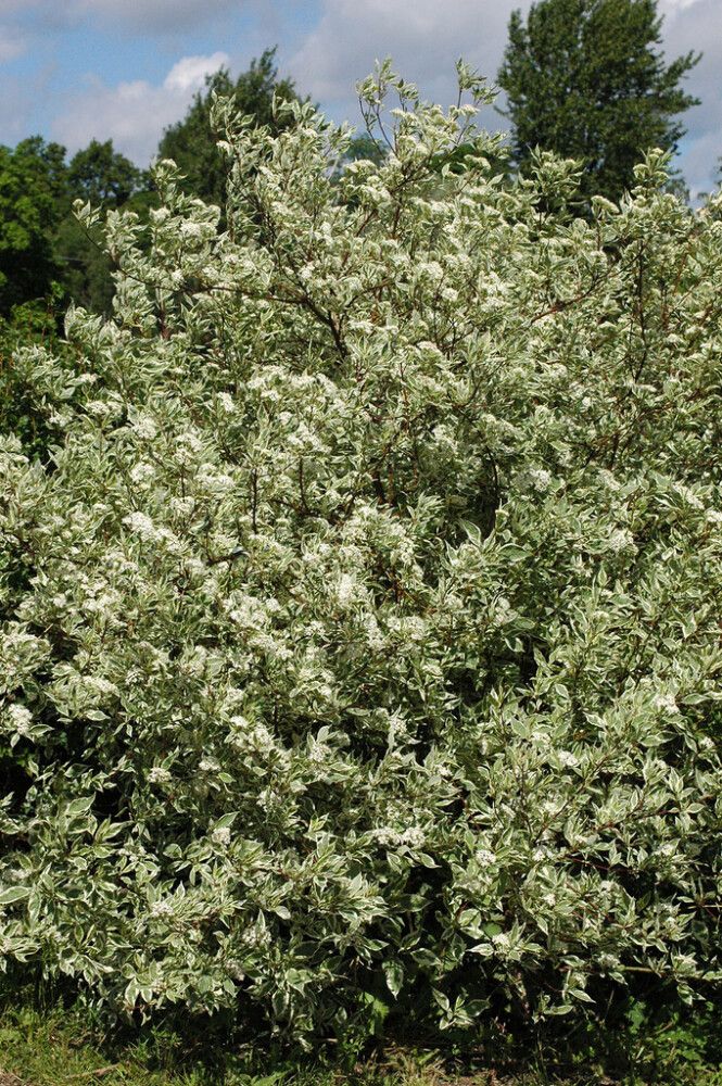 Valkokirjokanukka Cornus Alba Elegantissima