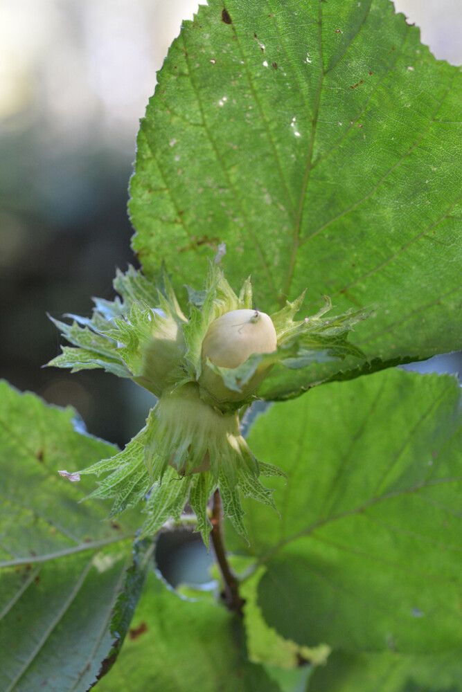 Euroopanpähkinäpensas Corylus Avellana