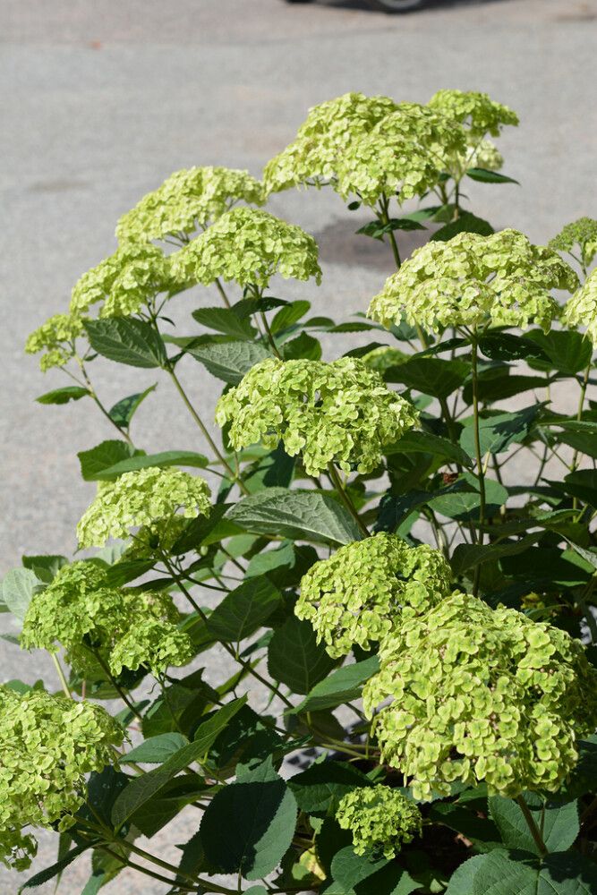 Pallohortensia Sublime Annabelle