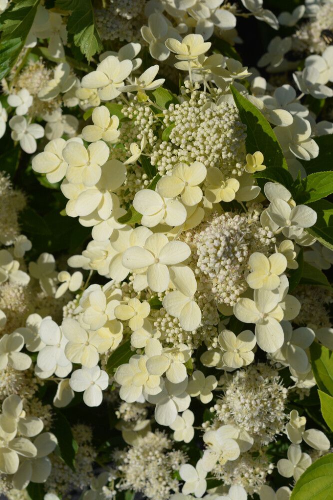 Syyshortensia Hydrangea Paniculata Prim White