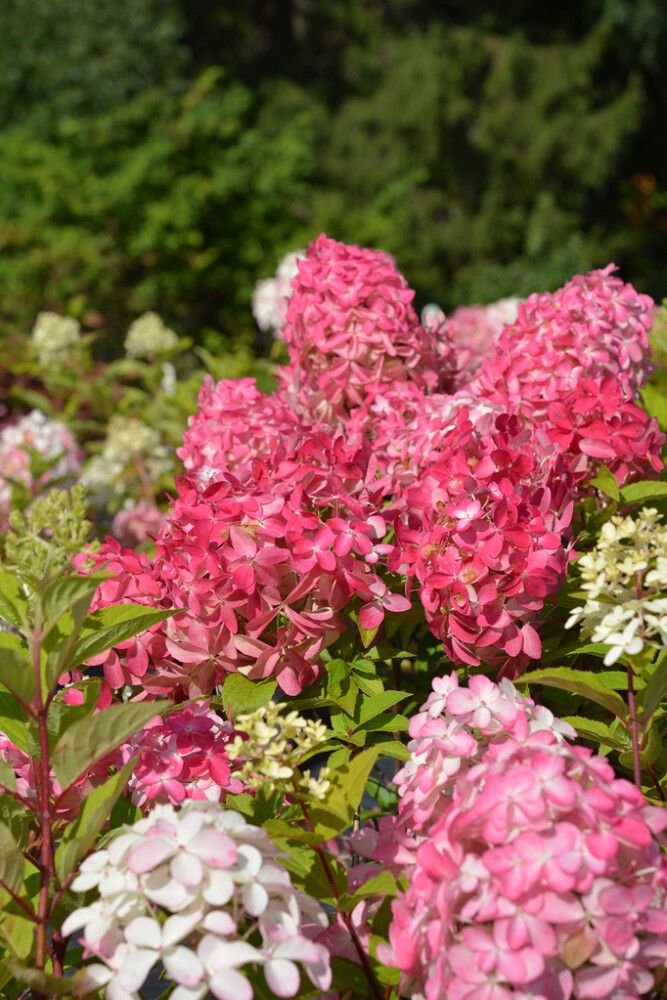 Syyshortensia Hydrangea Paniculata Quick Fire Fab