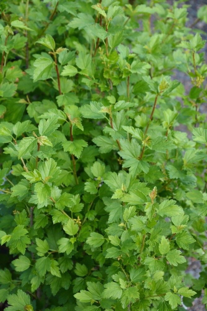 Taikinamarja Ribes Alpinum
