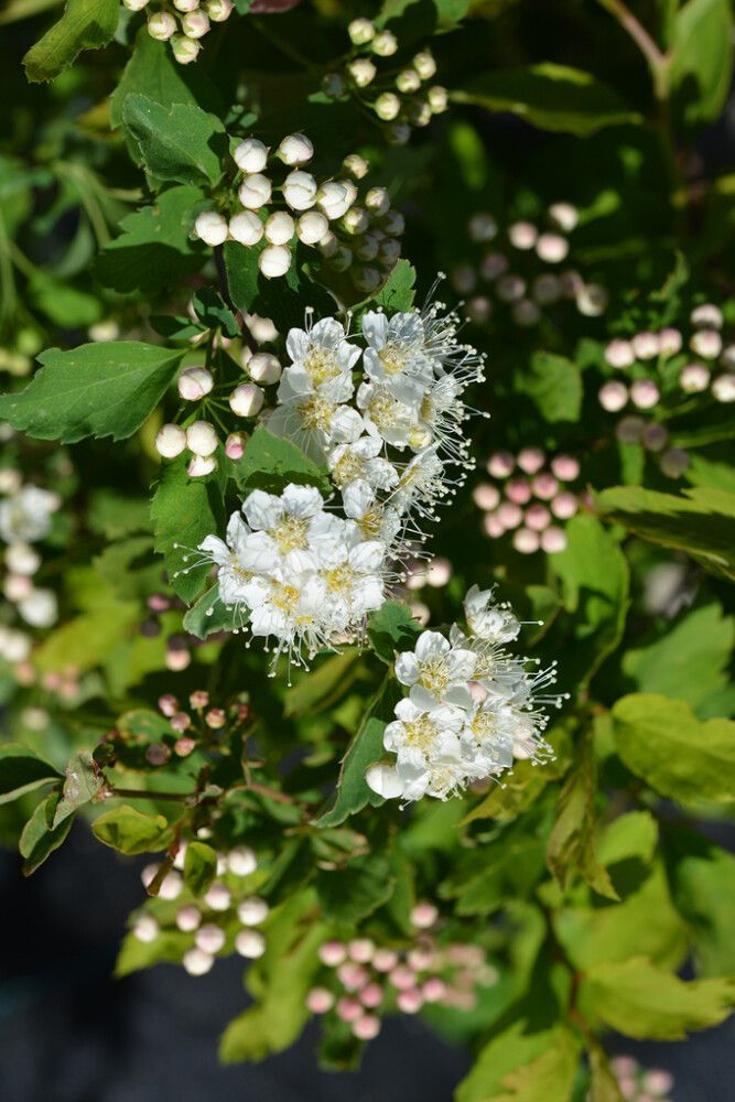 Idänvirpiangervo Spiraea Chamaedryfolia