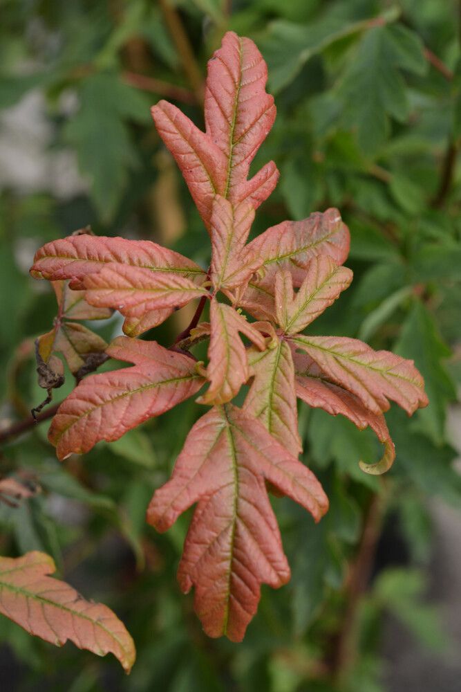 Kuparivaahtera Acer Griseum