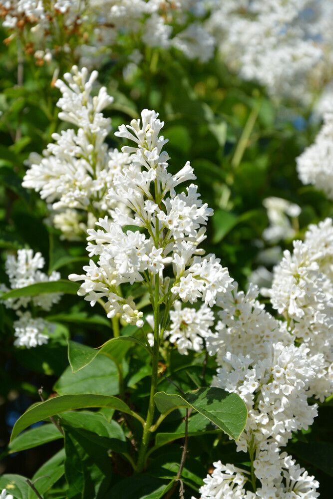 Isabellansyreeni Syringa Holger runko