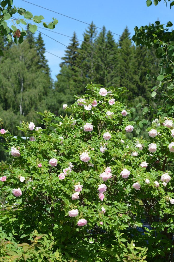 Tarhakurtturuusu Rosa Ritausma
