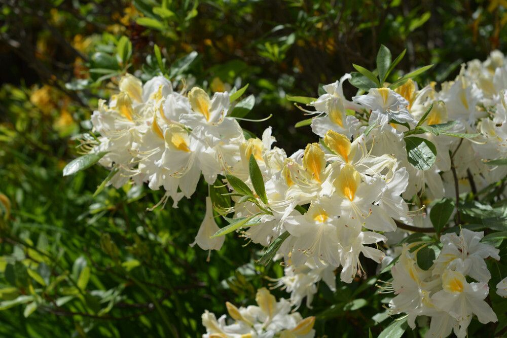 Puistoatsalea Rhododendron Illusia