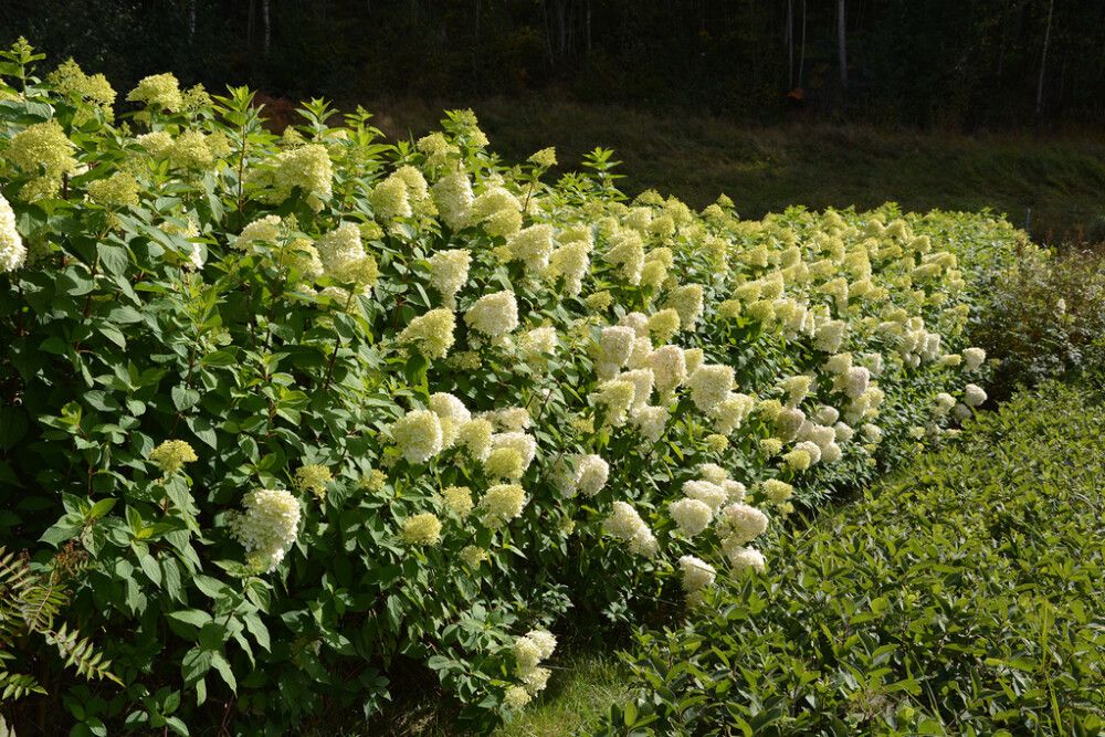 Syyshortensia Hydrangea Paniculata Limelight 