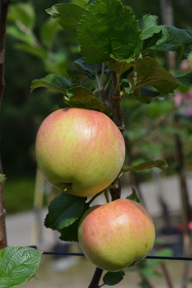 Omena Malus Domestica Suislepp