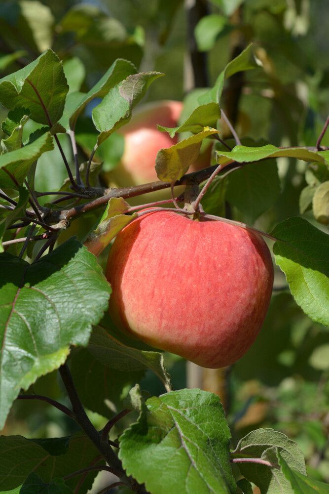 Omena Malus Domestica Suometar