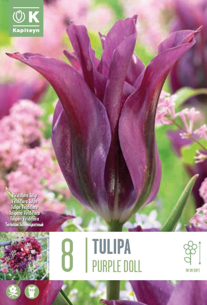 Syyskukkasipuli Kapiteyn Tulppaani Viridiflora Purple Doll 8 kpl