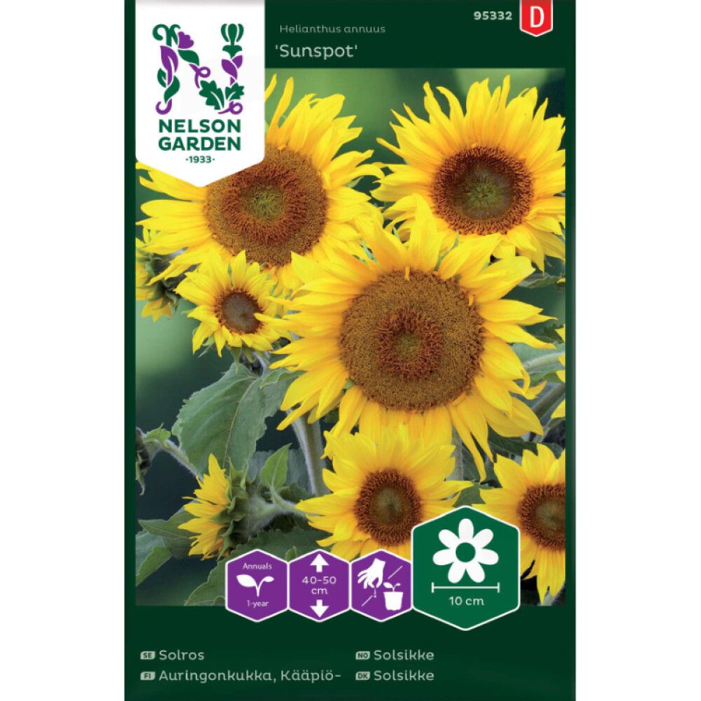 Kääpiöauringonkukka Nelson Garden Sunspot