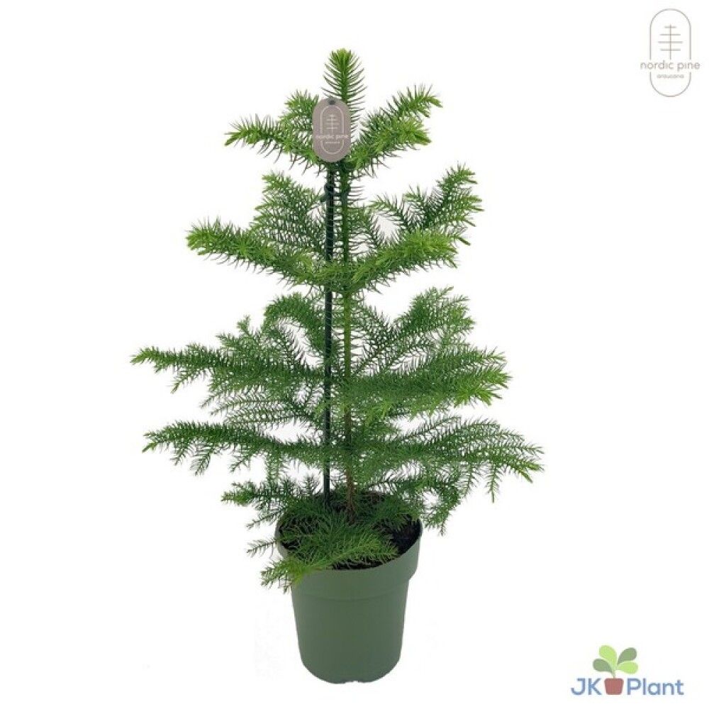 Huonekuusi Araucaria heterophylla Ø 14 cm