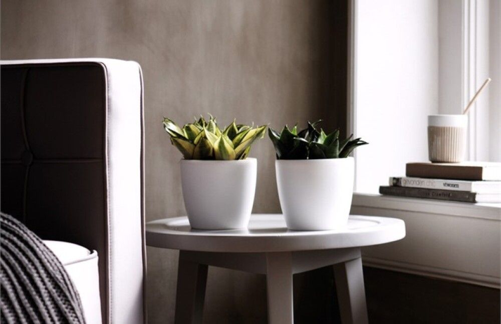 Suojaruukku Elho Brussels Valkoinen 16 cm