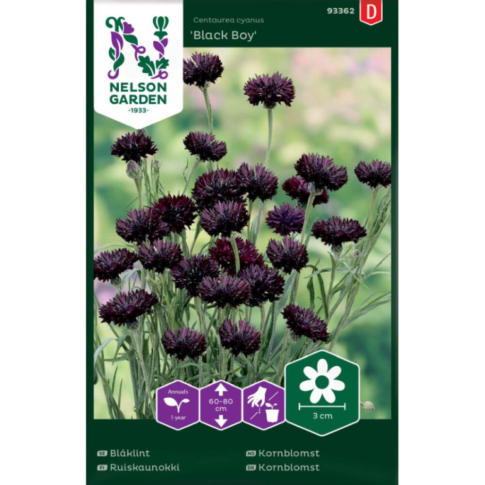 Ruiskaunokki Nelson Garden Black Boy