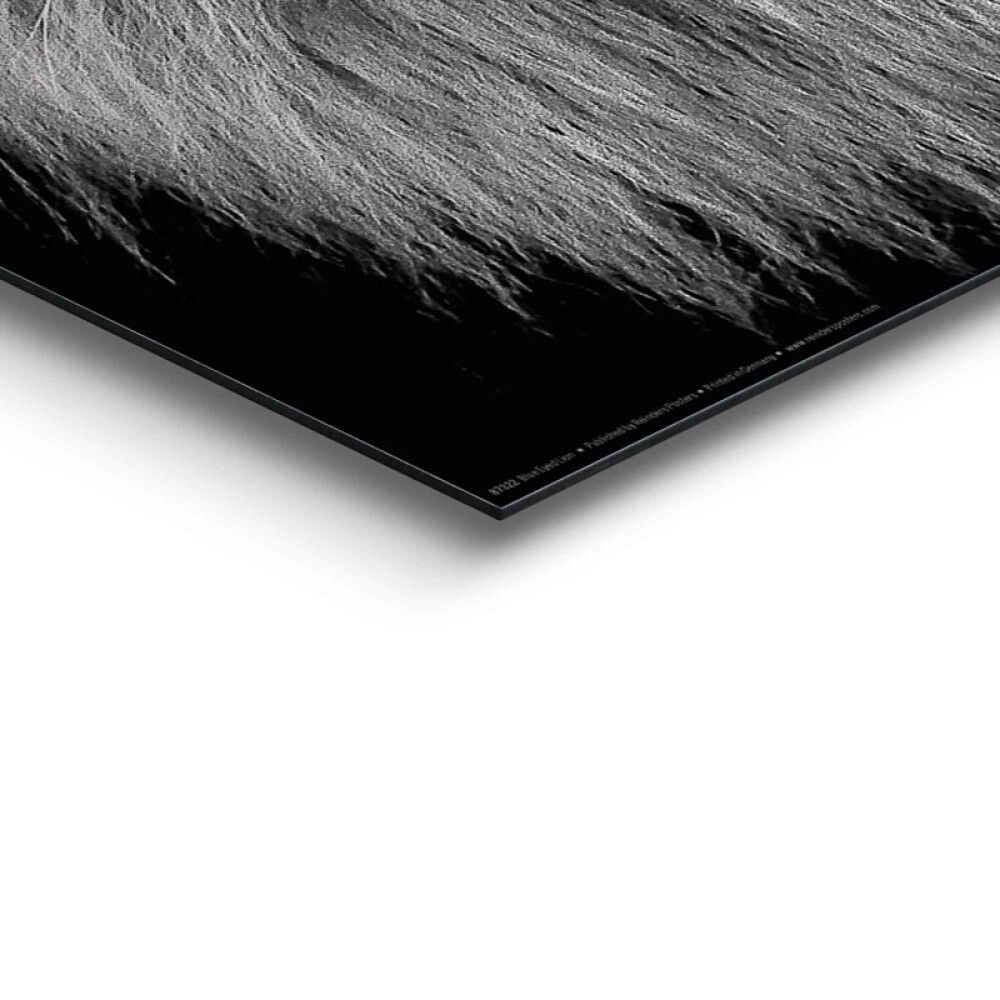 Sisustustaulu Reinders Blue Eyed Lion 40 x 50 cm