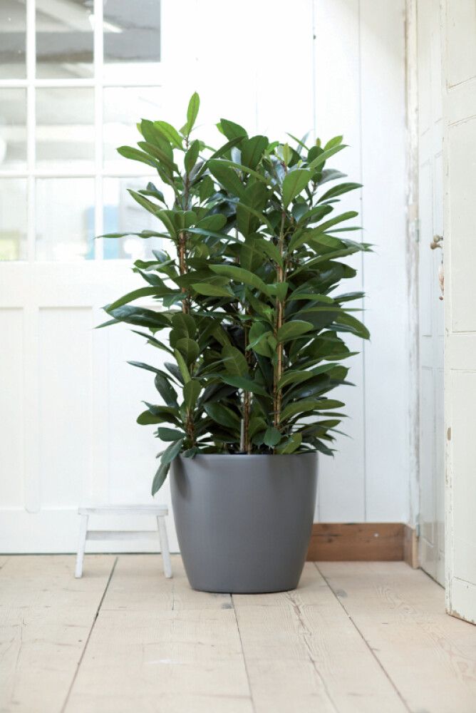 Suojaruukku Elho Brussels Wheels antrasiitti 40 cm