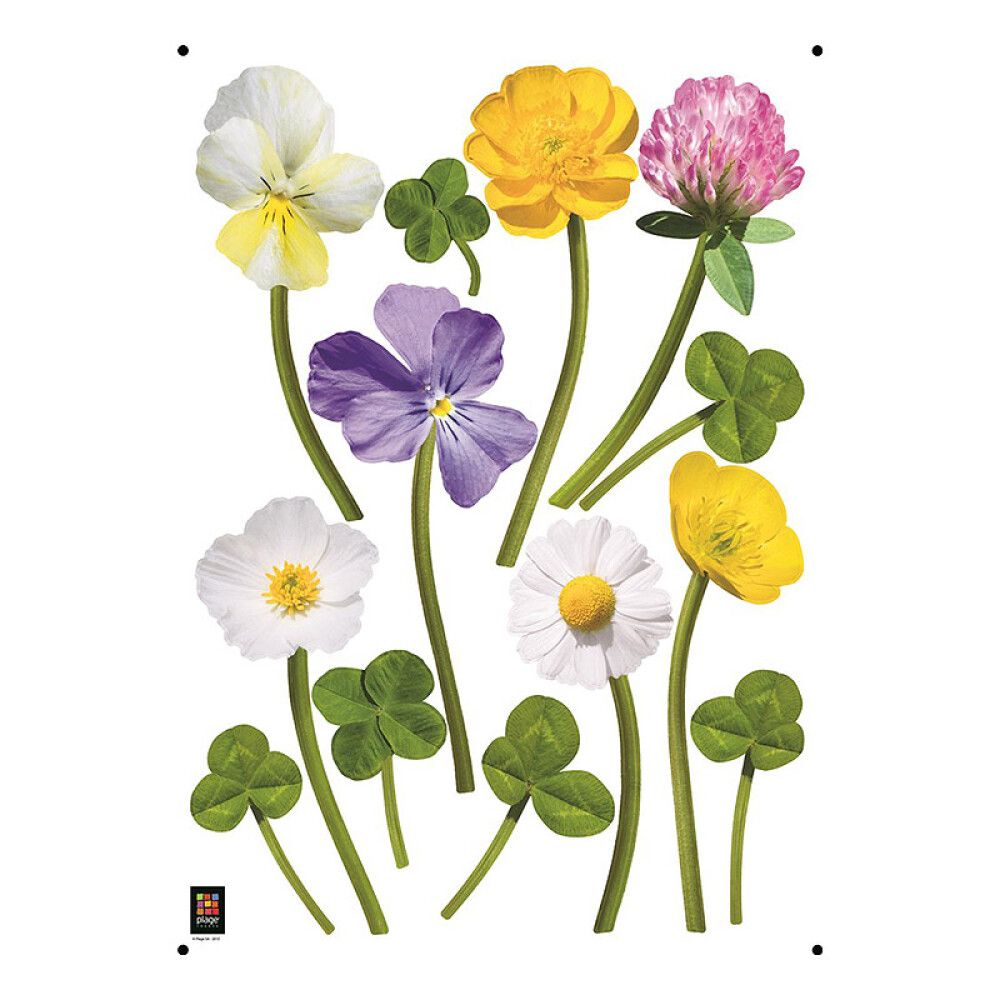 Julistetarra Plage Kukat