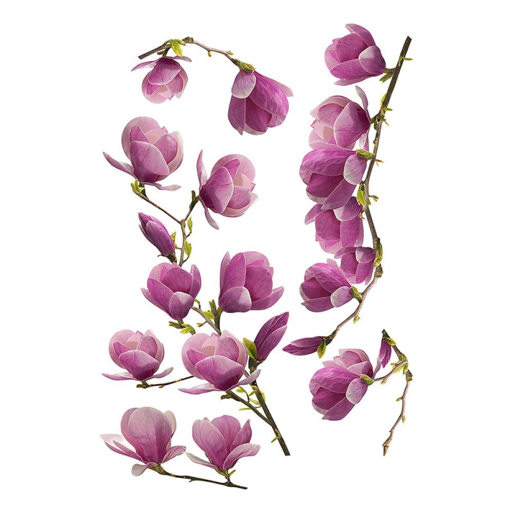 Julistetarra Plage Magnolia