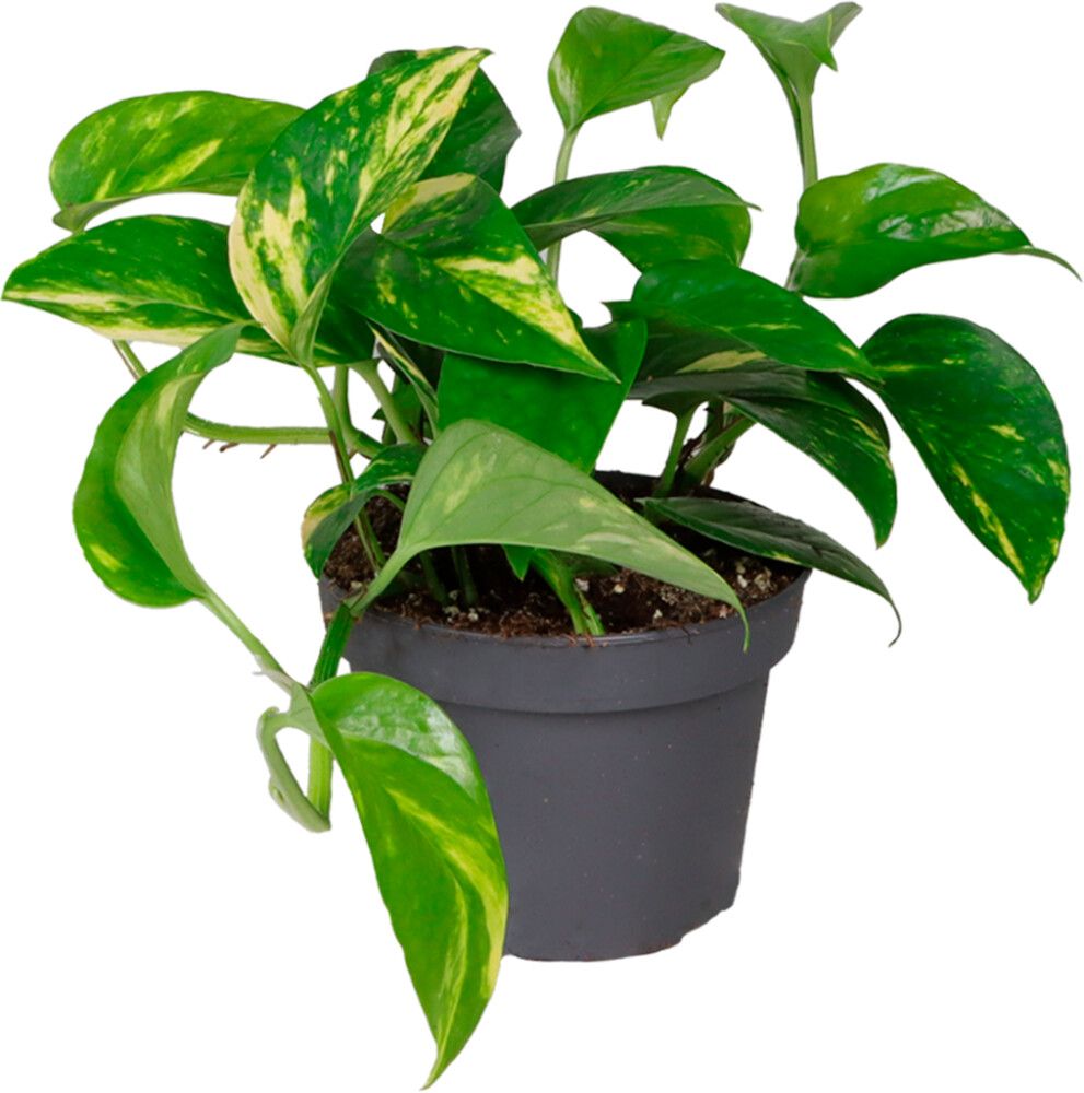 Köynnösvehka Philodendron Epipremnum Aureum P12