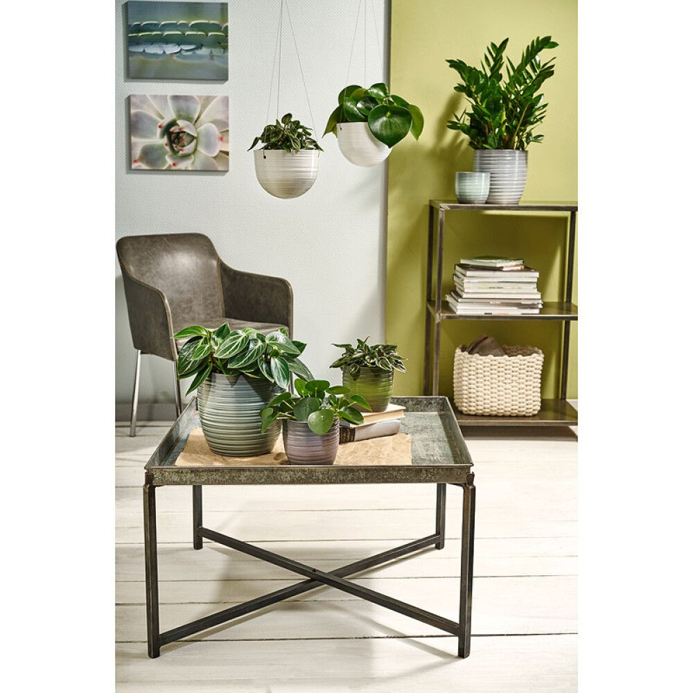 Suojaruukku Bergamo vihreä 14 cm