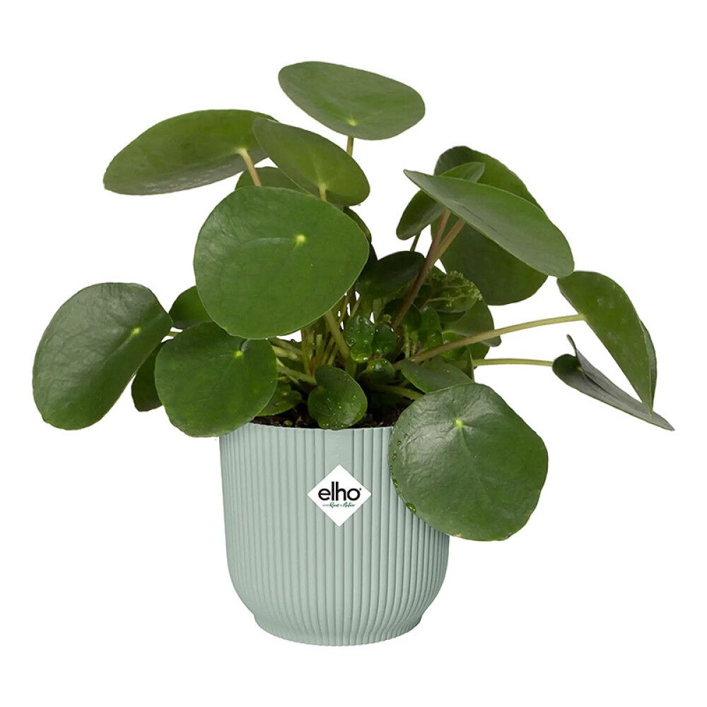 Suojaruukku Elho Vibes Fold 16 cm vaaleanvihreä