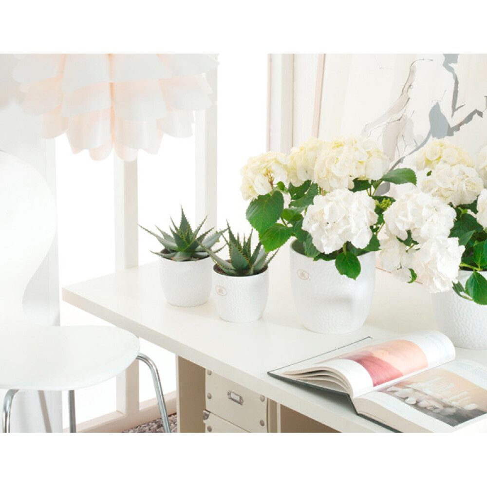 Suojaruukku Boston mattavalkoinen 14 cm