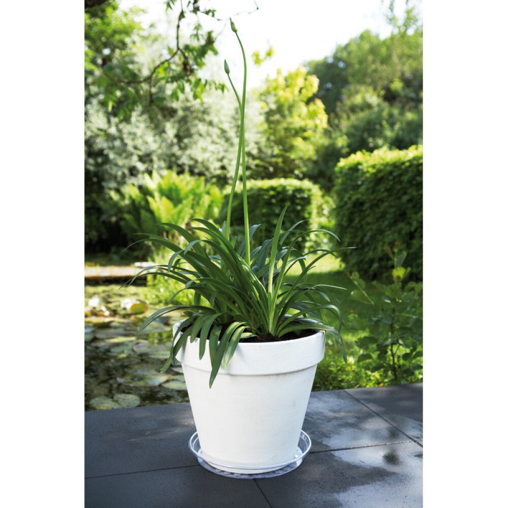 Aluslautanen Elho Pyöreä Kirkas 18 cm