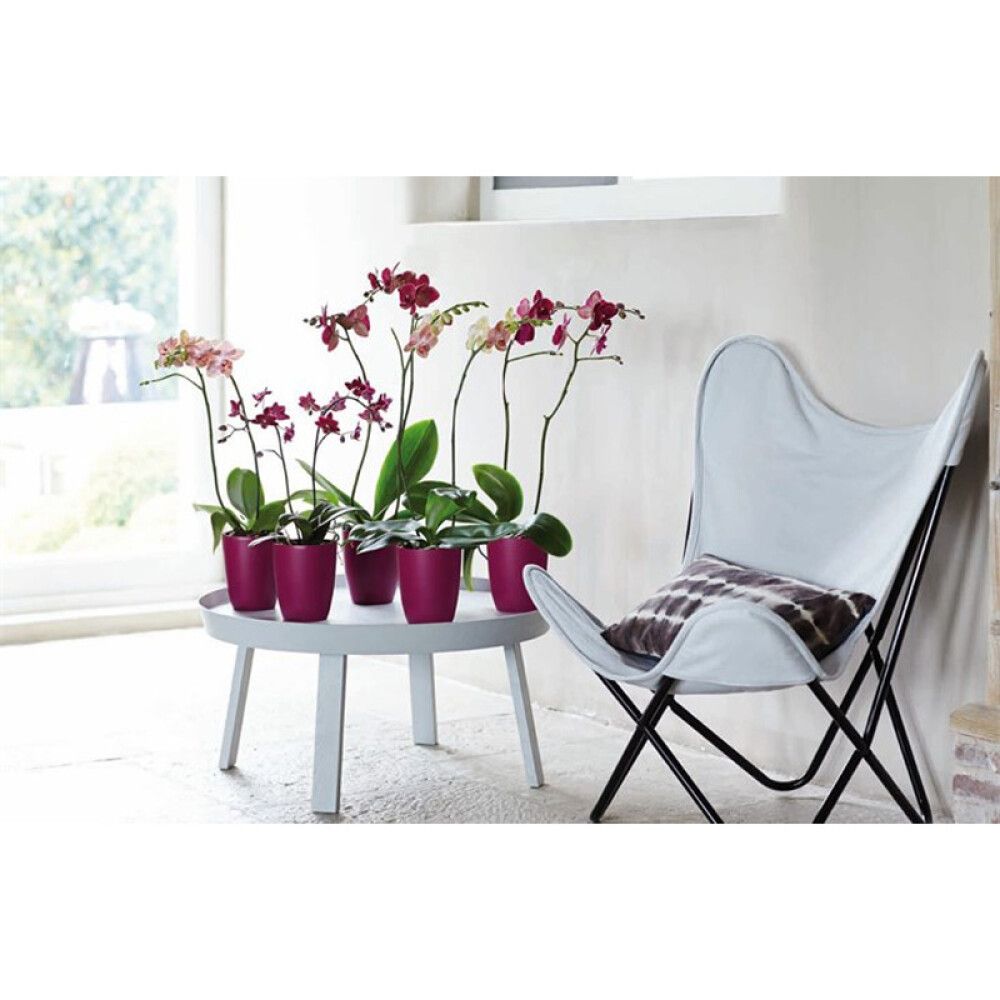 Orkidearuukku Elho Brussels High huurre 12,5 cm