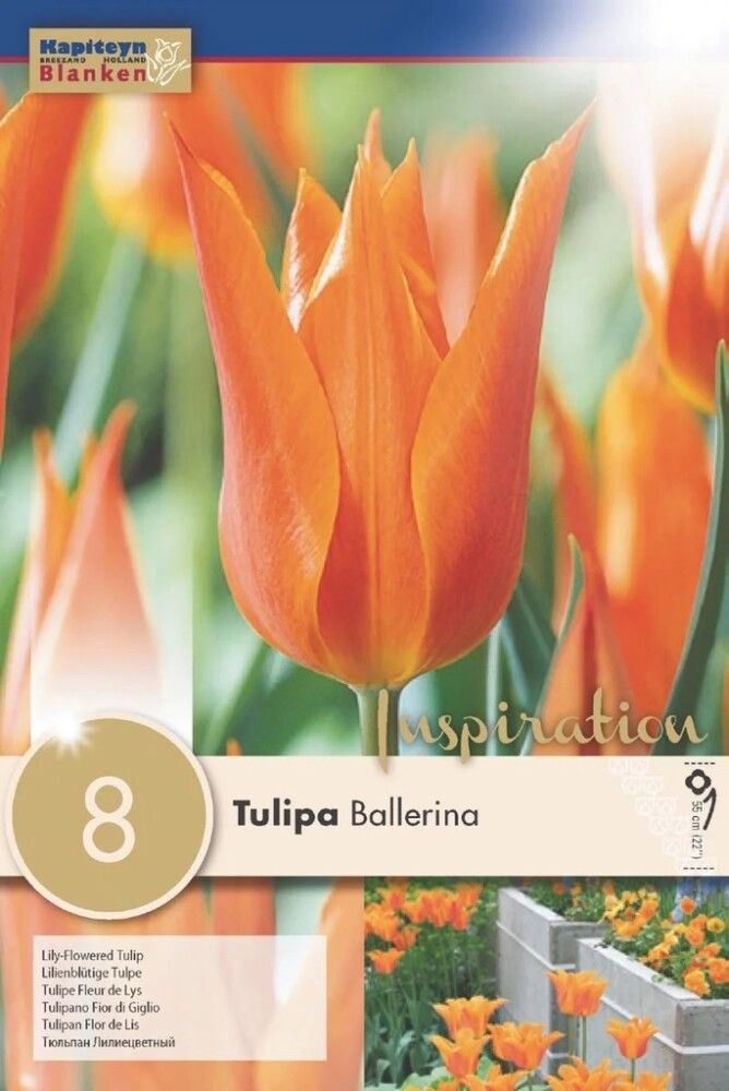 Syyskukkasipuli Tulppaani Lily Ballerina 8 kpl