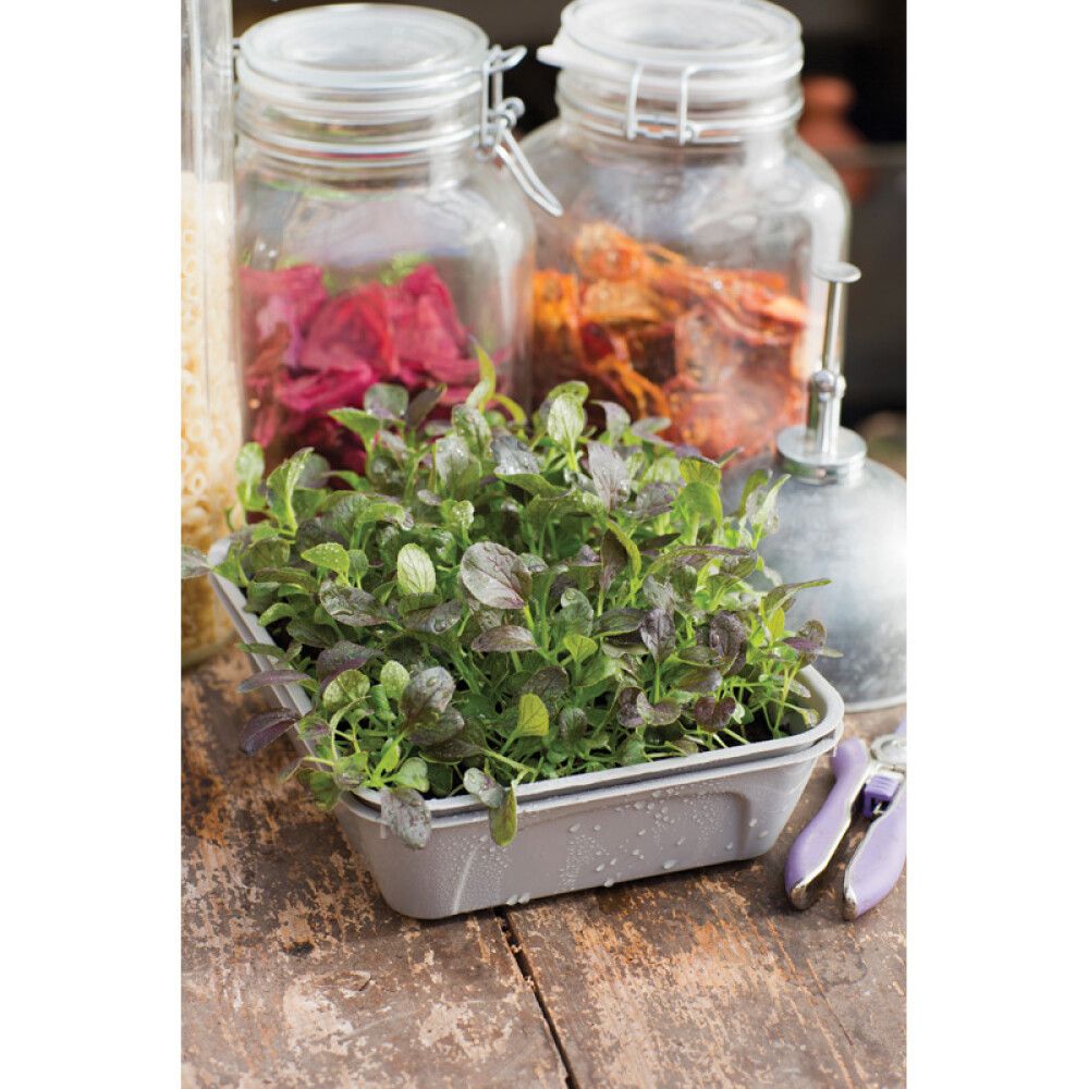 Pienoiskasvihuone Microleaf 1-box