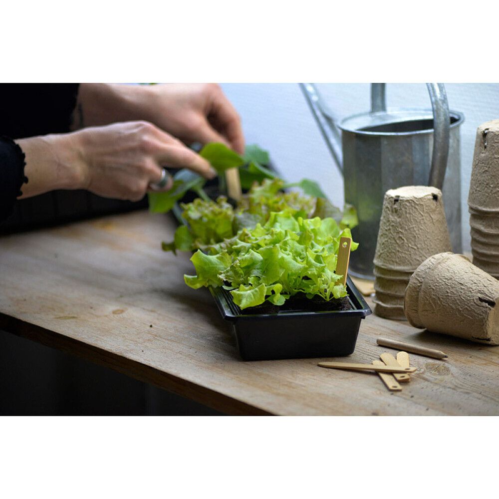 Taimikasvatuslaatikko Solid 14 x 68 cm