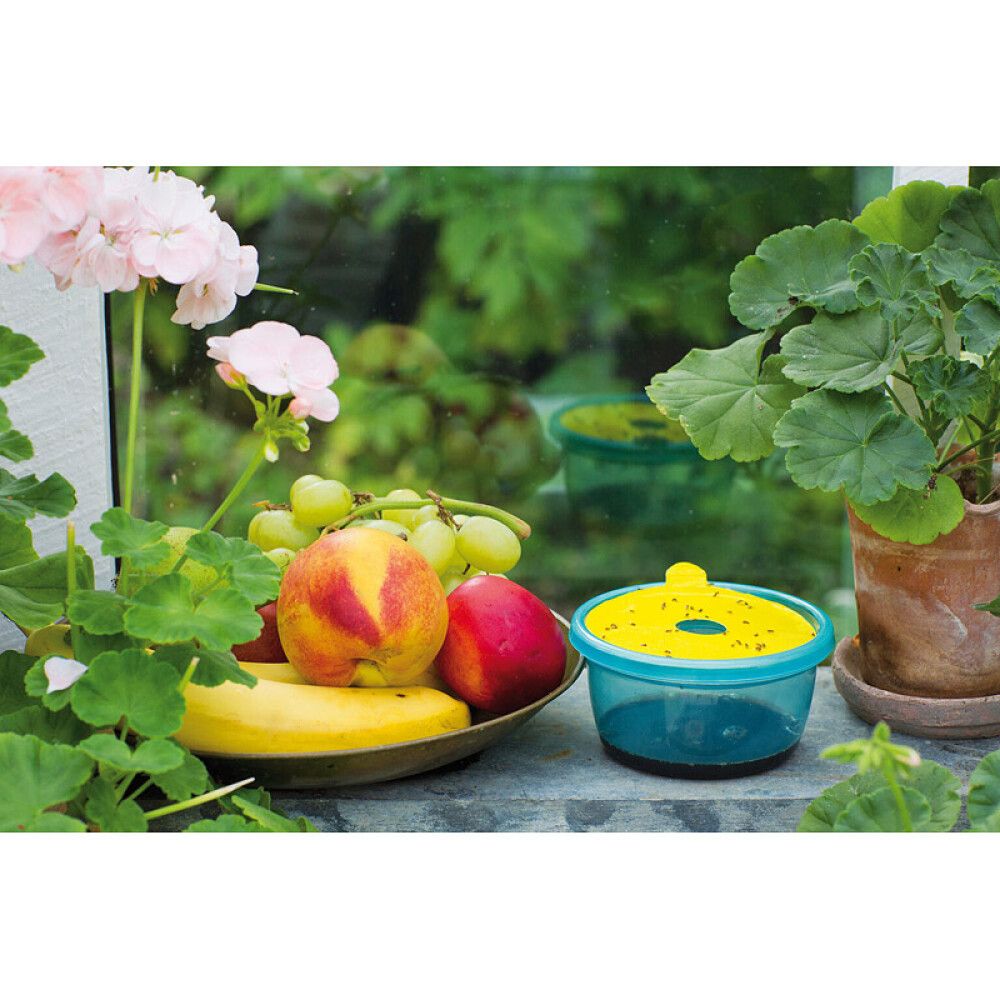 Kärpäsansa banaanikärpäsille