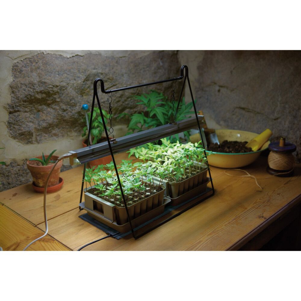 Teline kasvivalaisimelle