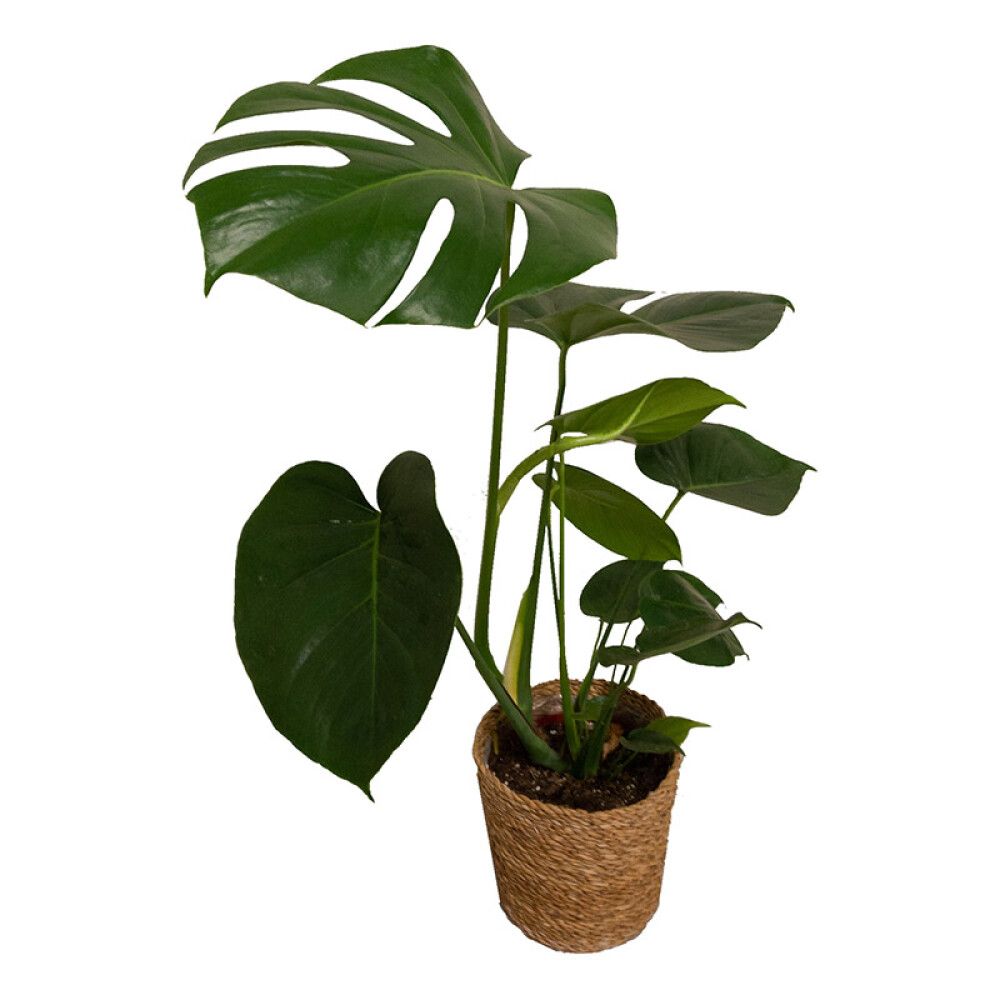 Peikonlehti Monstera P14