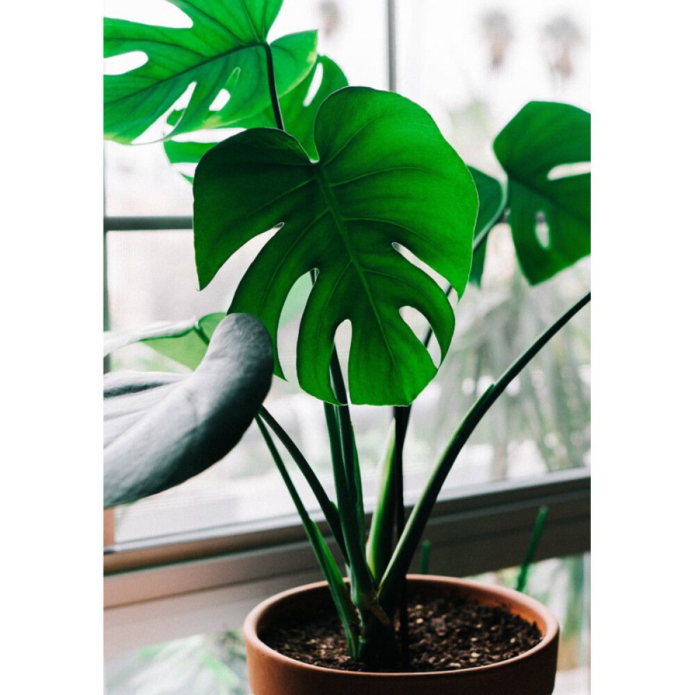 Peikonlehti Monstera P14