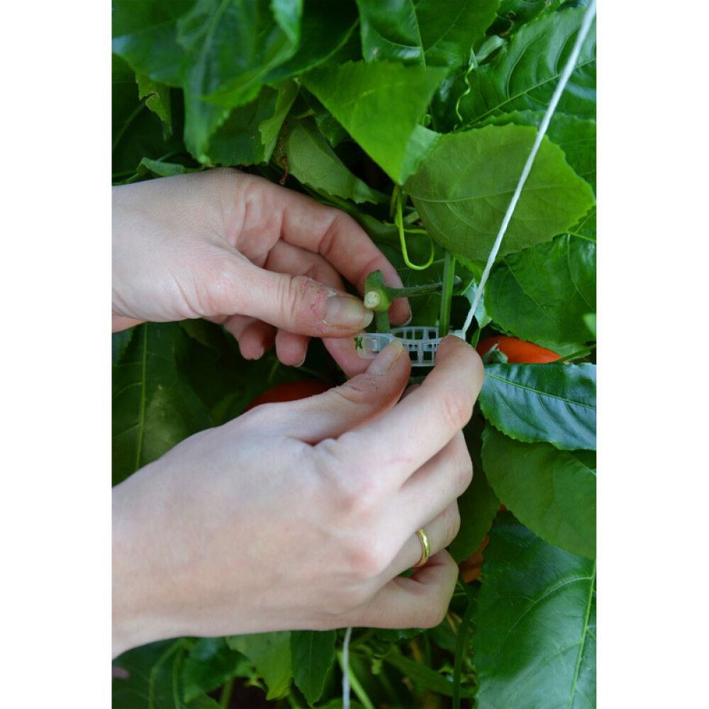 Kasvatuslankarulla setti Palram-Canopia