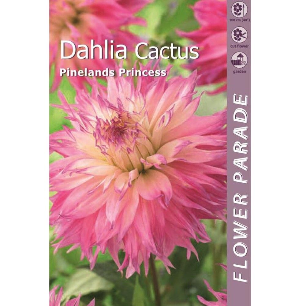 Kevätkukkasipuli Kapiteyn Dahlia Fringed Pink 1 kpl