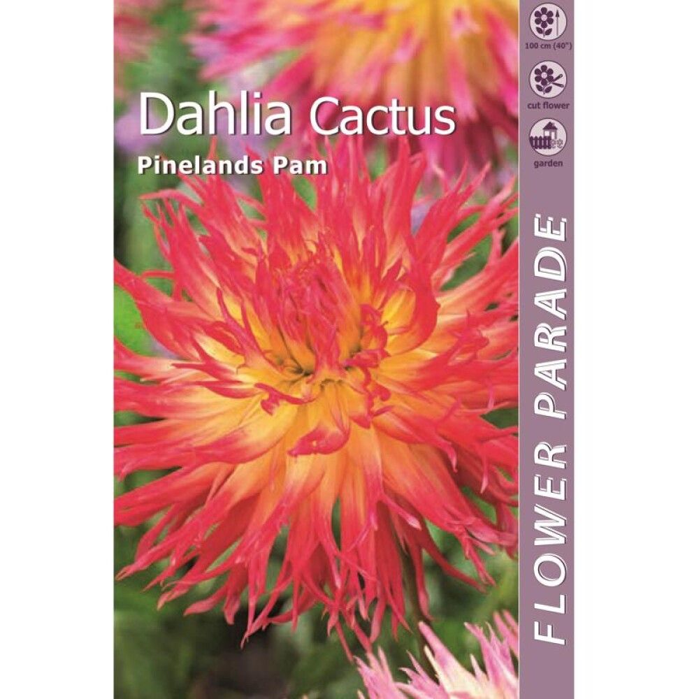 Kevätkukkasipuli Kapiteyn Dahlia Fringed Orange-Yellow 1 kpl