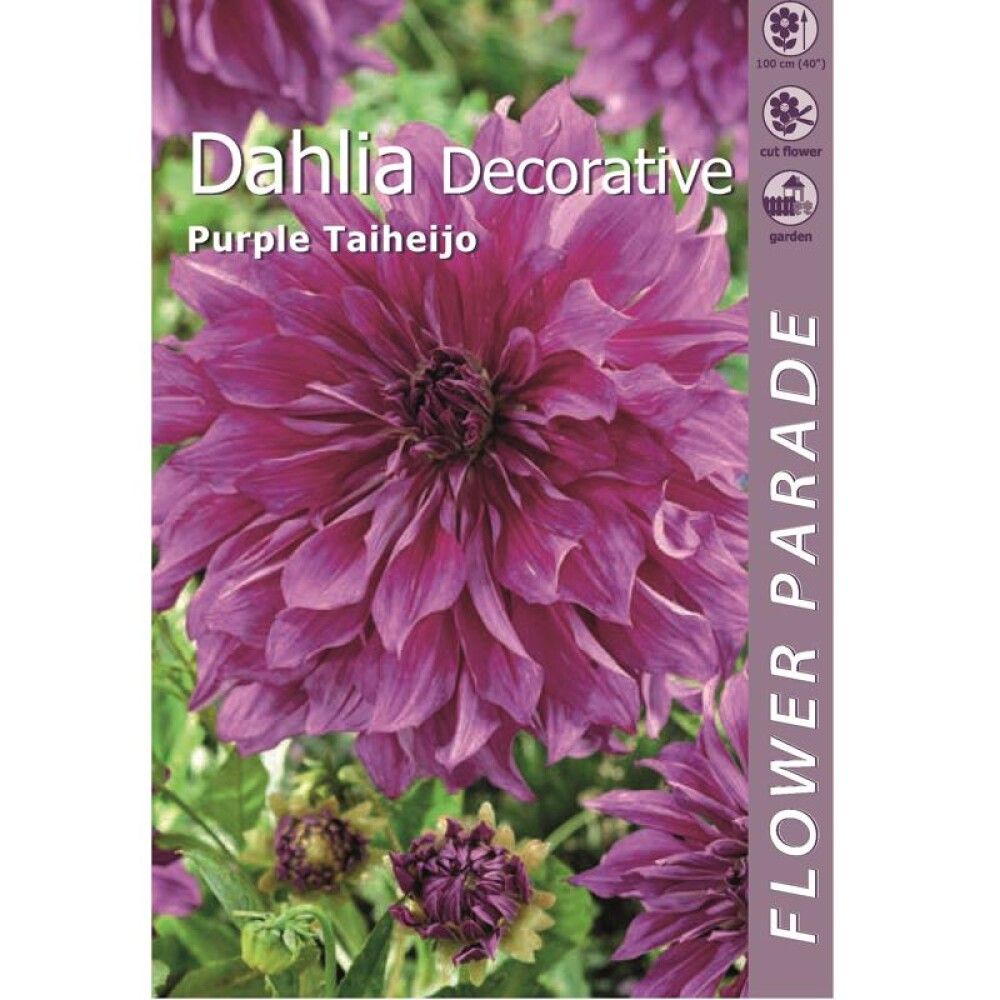 Kevätkukkasipuli Kapiteyn Dahlia Decorative Purple 1 kpl