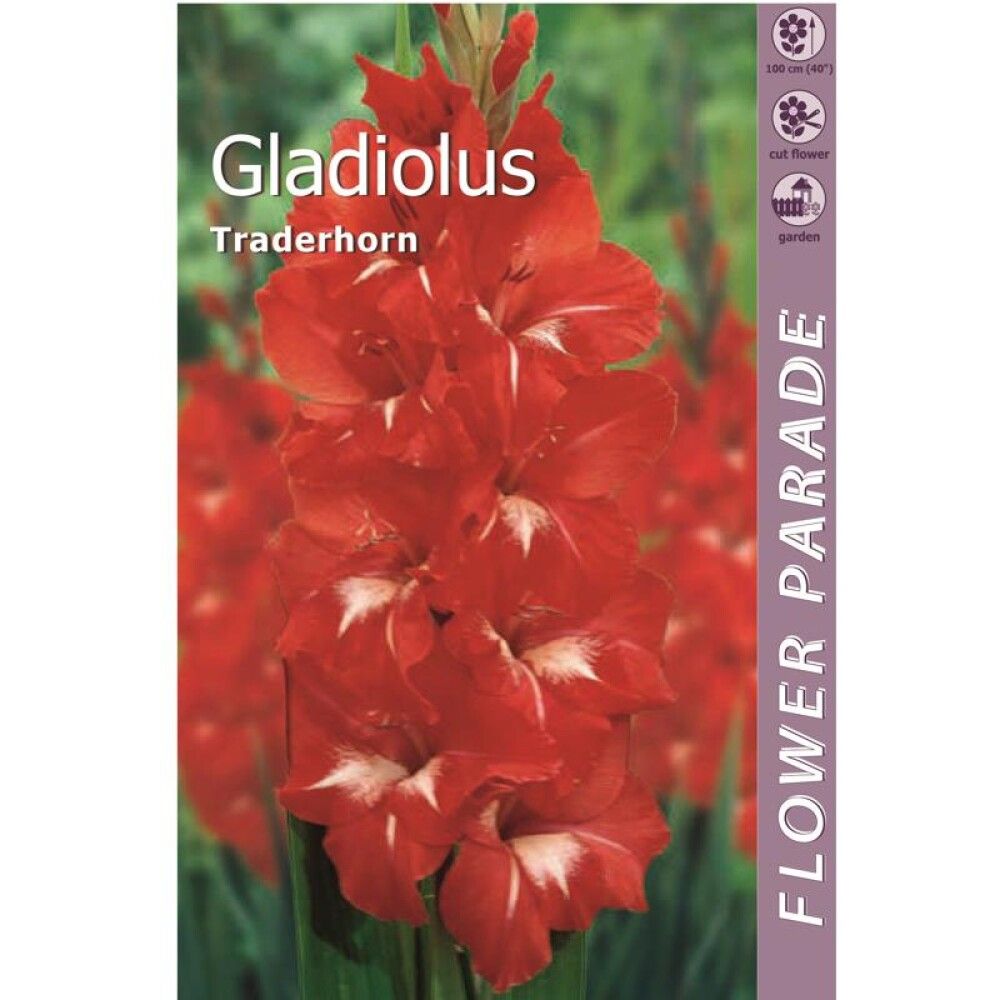 Kevätkukkasipuli Kapiteyn Miekkalilja Gladiolus Red 7 kpl