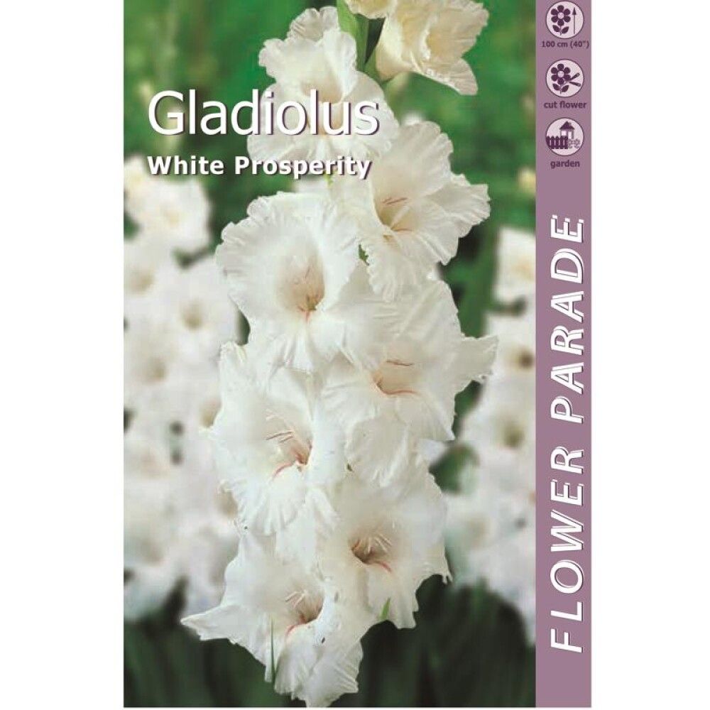 Kevätkukkasipuli Kapiteyn Miekkalilja Gladiolus White 7 kpl