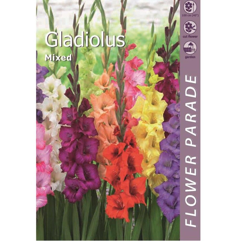 Kevätkukkasipuli Kapiteyn Miekkalilja Gladiolus Mix 7 kpl