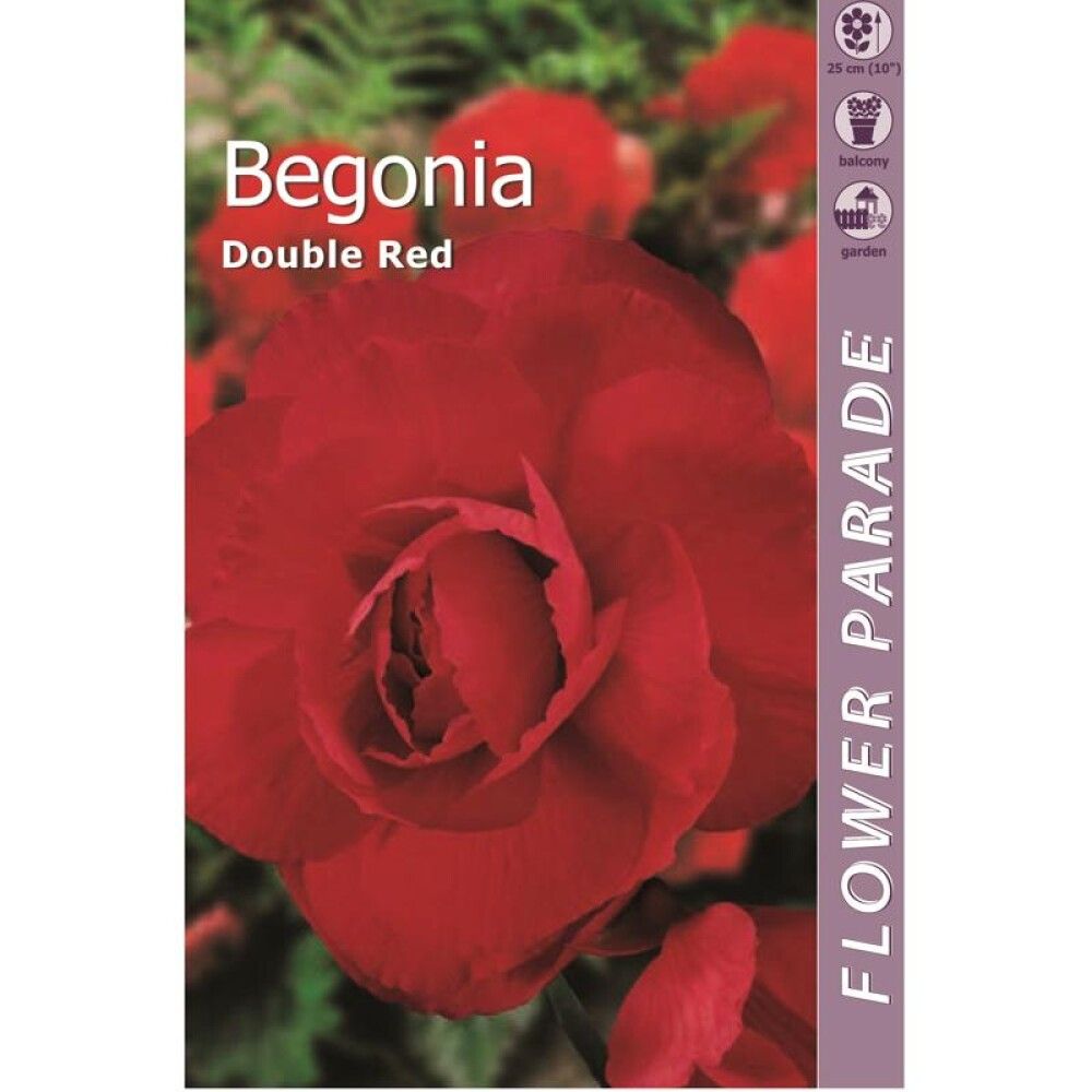 Kevätkukkasipuli Kapiteyn Begonia Double Red 1 kpl