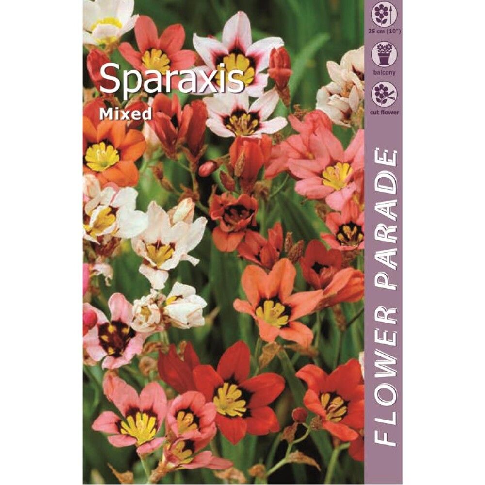Kevätkukkasipuli Kapiteyn Harlekiinikukka Sparaxis Mix 20 kpl