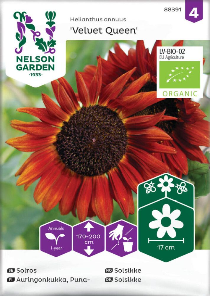 Puna-auringonkukka Nelson Garden Velvet Queen
