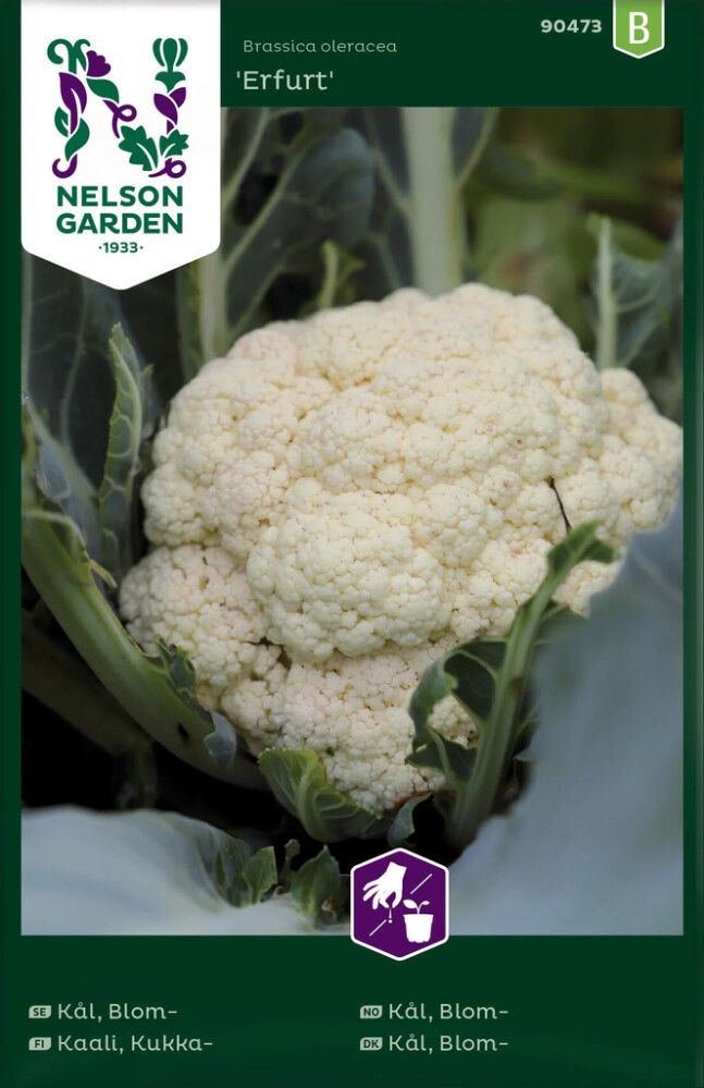 Kukkakaali Nelson Garden Erfurt