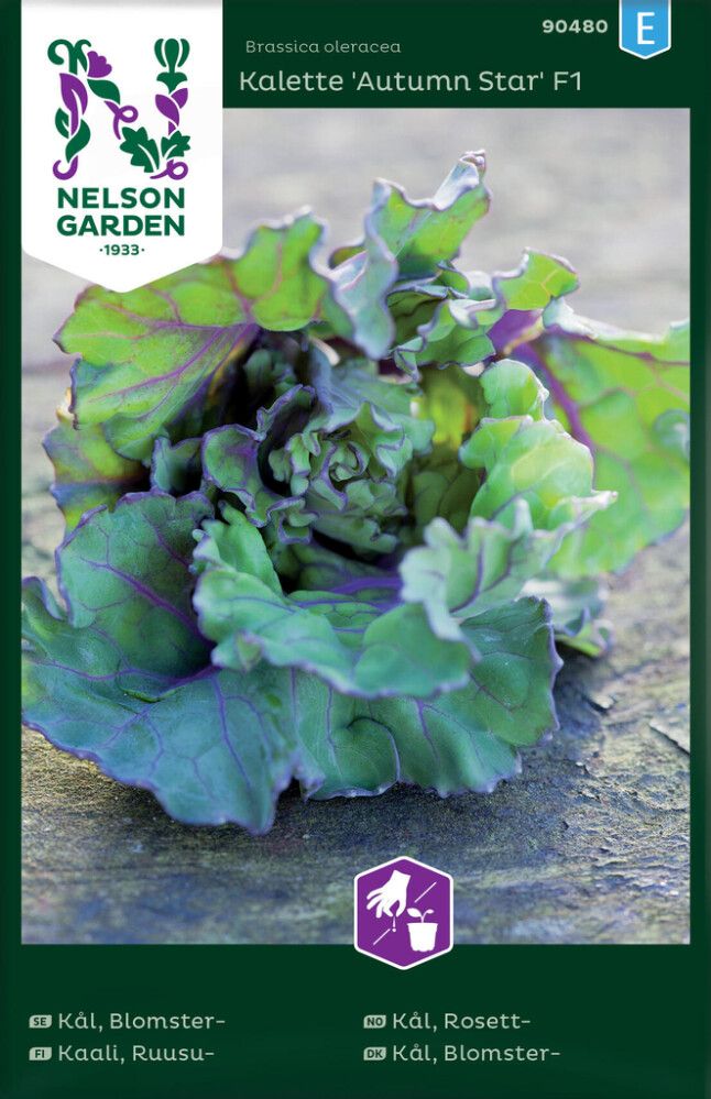 Ruusukaali Nelson Garden Kalette Autumn Star