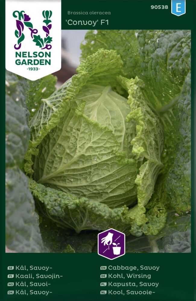 Savojinkaali Brassica oleracea Convoy